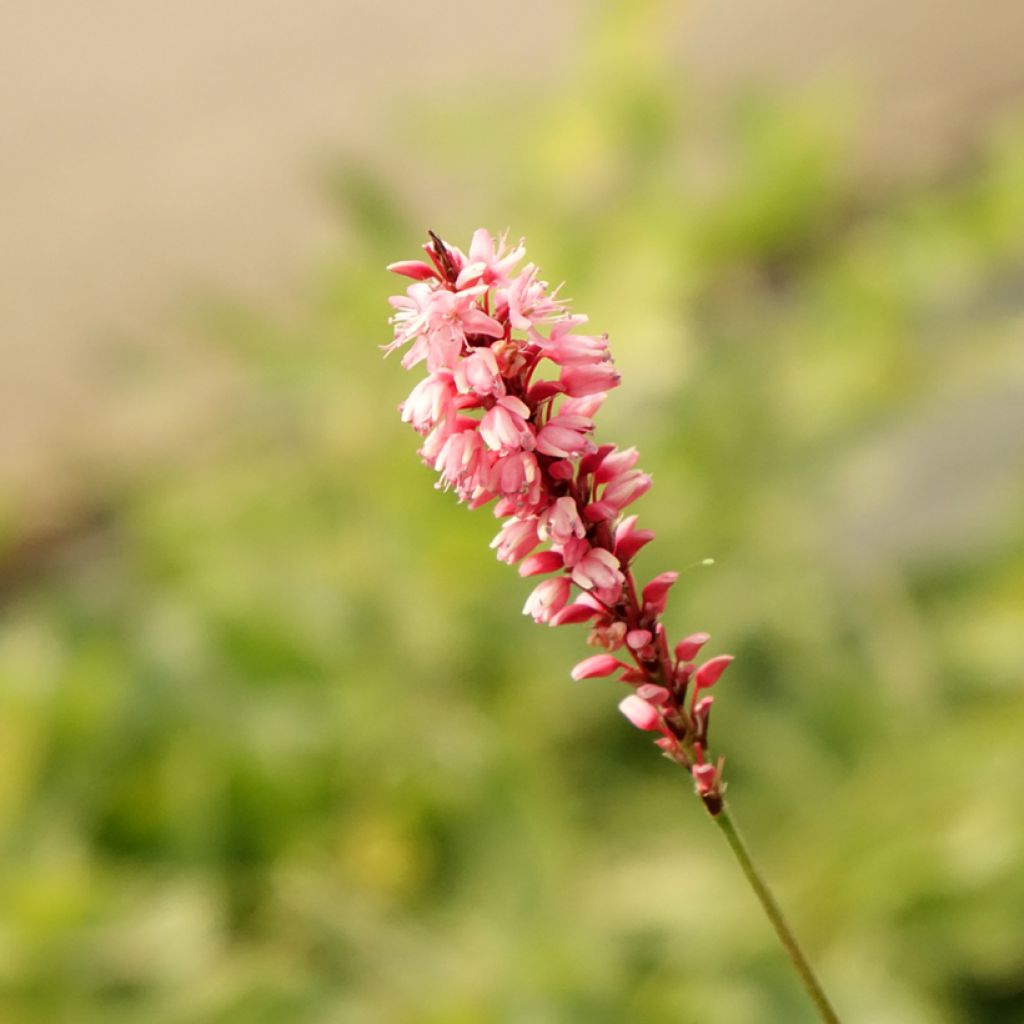 Persicaria amplexicaulis High Society