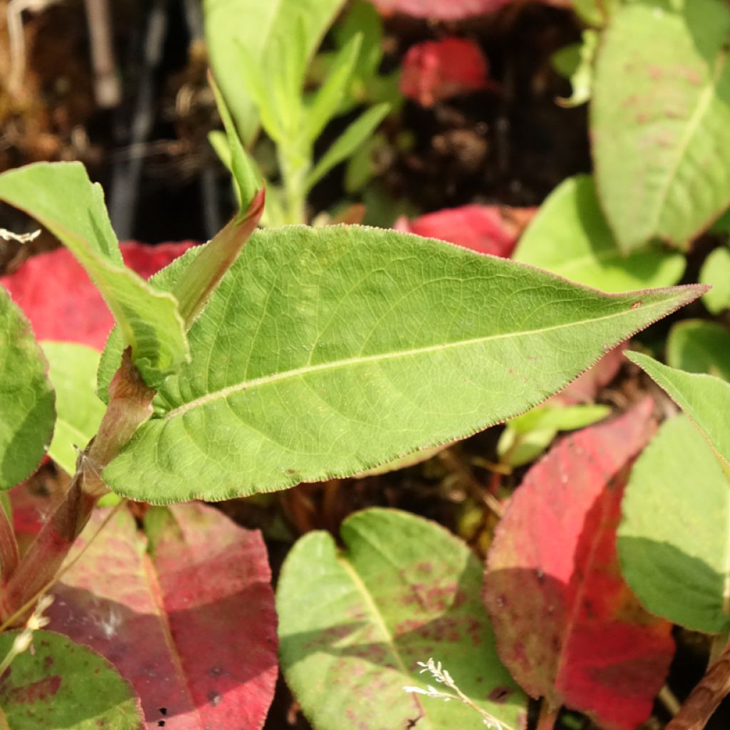 Persicaria amplexicaulis Vesuvius