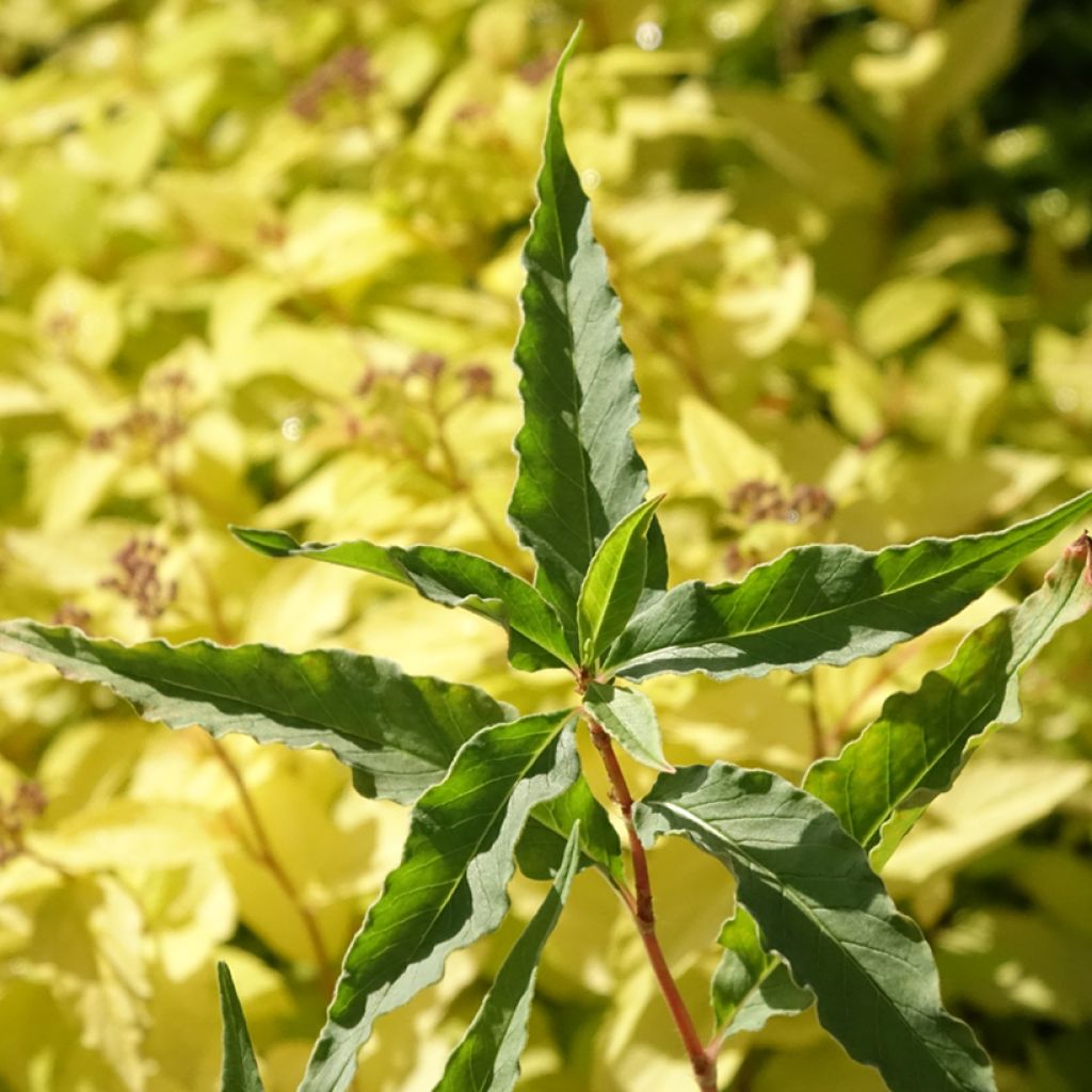 Persicaria dshawachischwilii