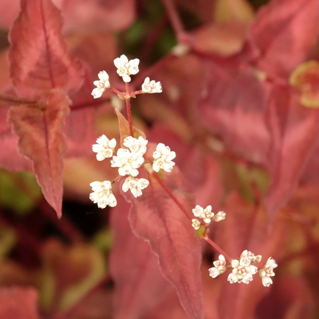 Persicaria microcephala Red Dragon