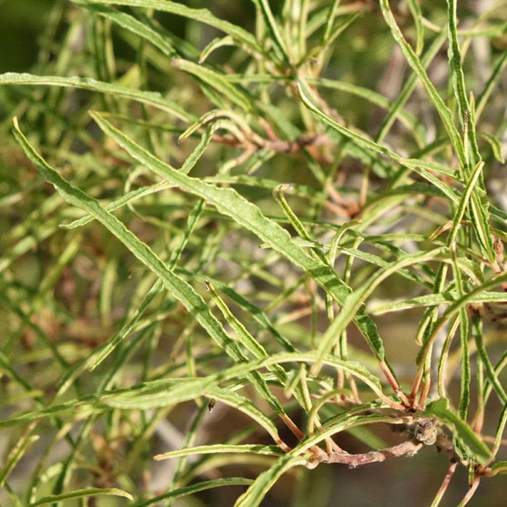 Rhamnus frangula Asplenifolia