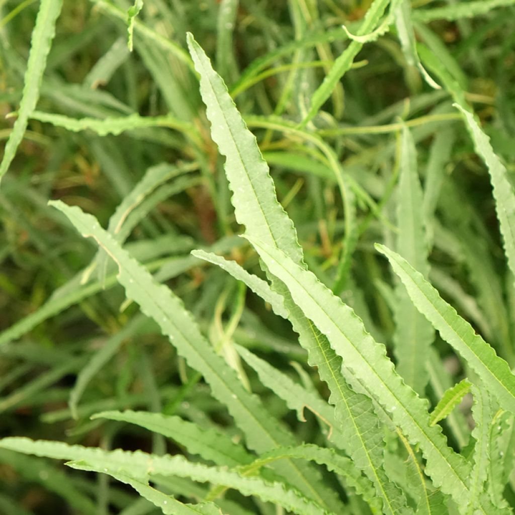 Rhamnus frangula Fine Line