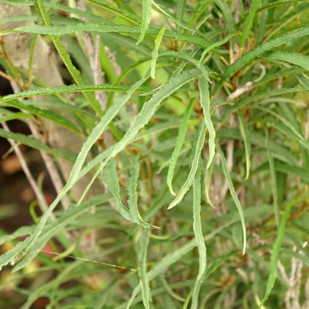 Rhamnus frangula Fine Line