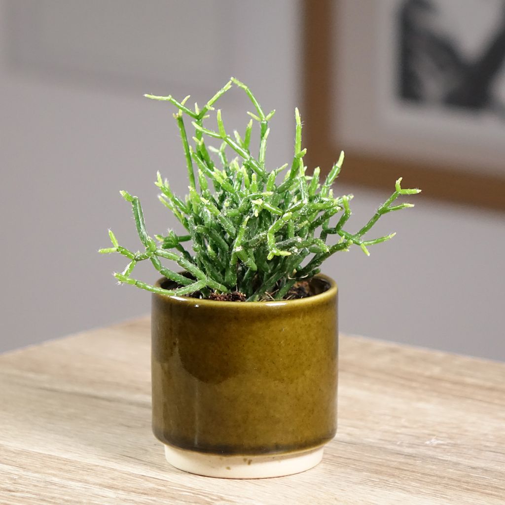 Rhipsalis cereuscula - Cactus corail