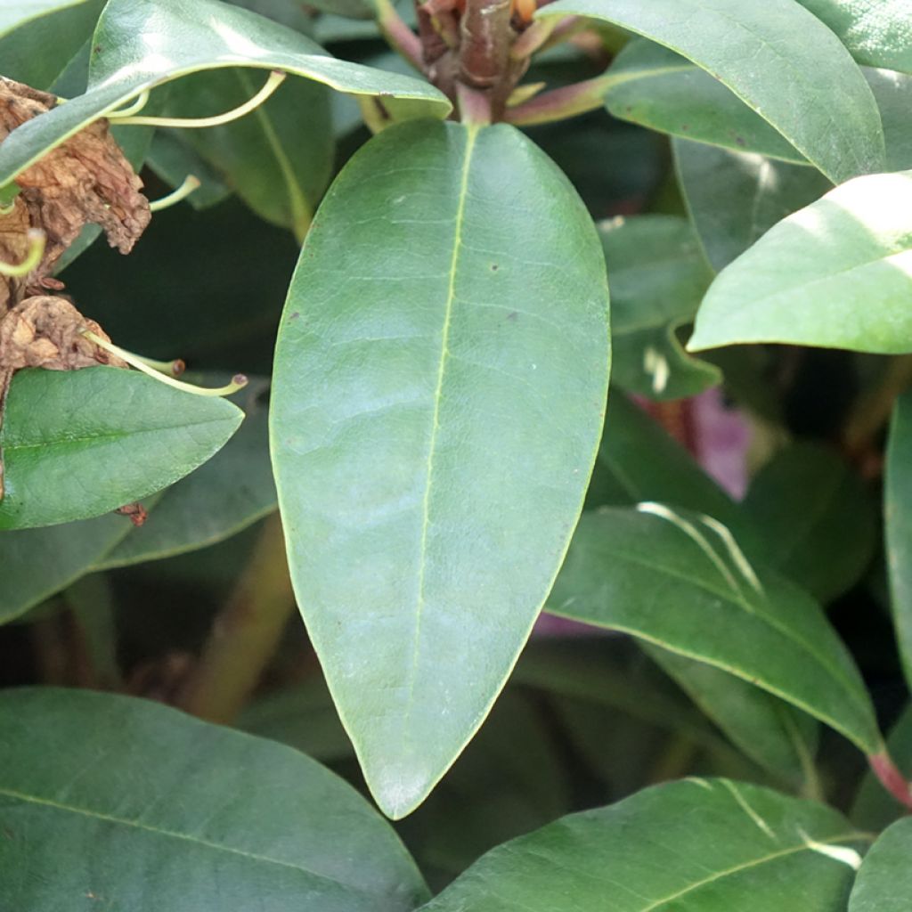 Rhododendron Alfred