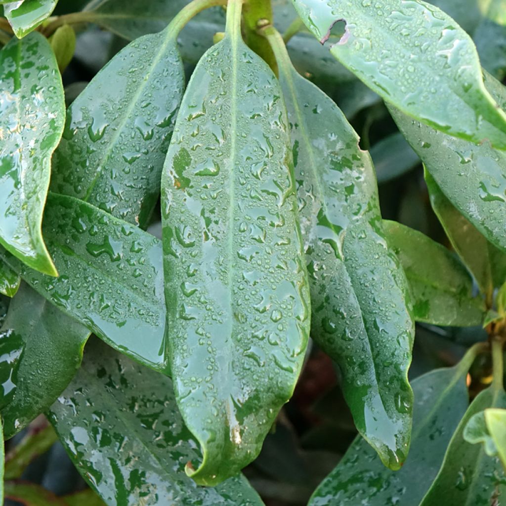 Rhododendron Easydendron INKARHO Madame Masson
