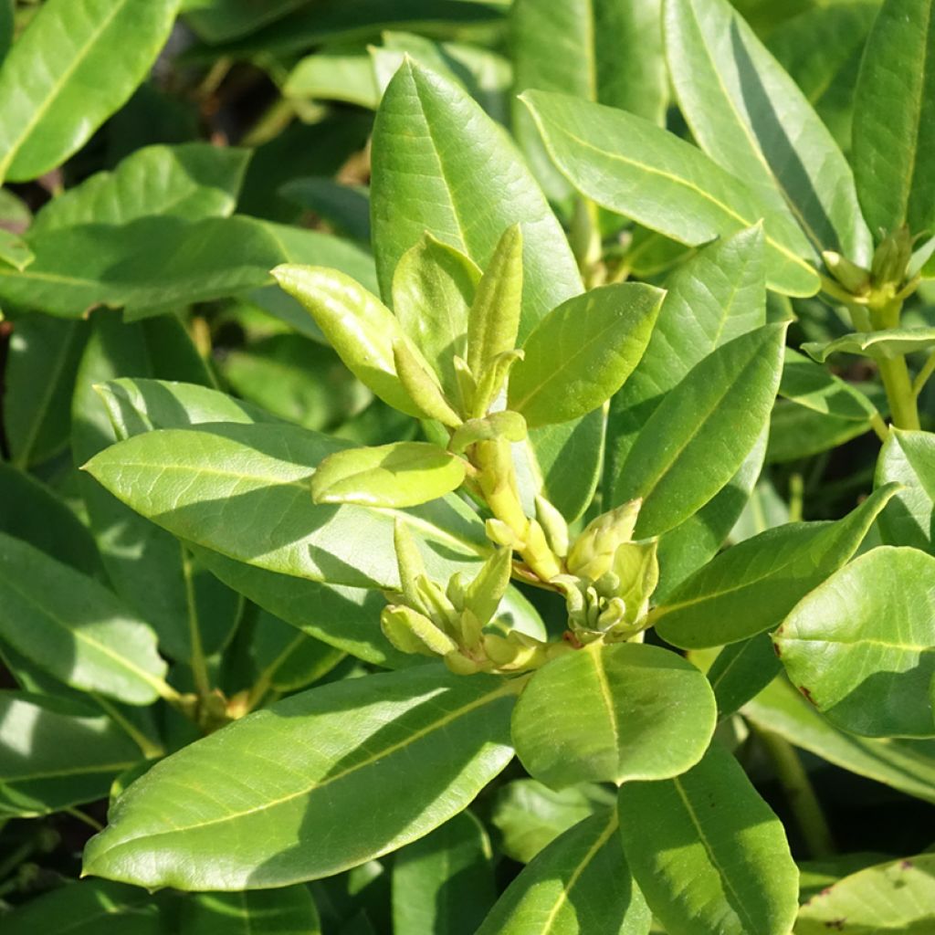 Rhododendron Easydendron INKARHO Belkanto