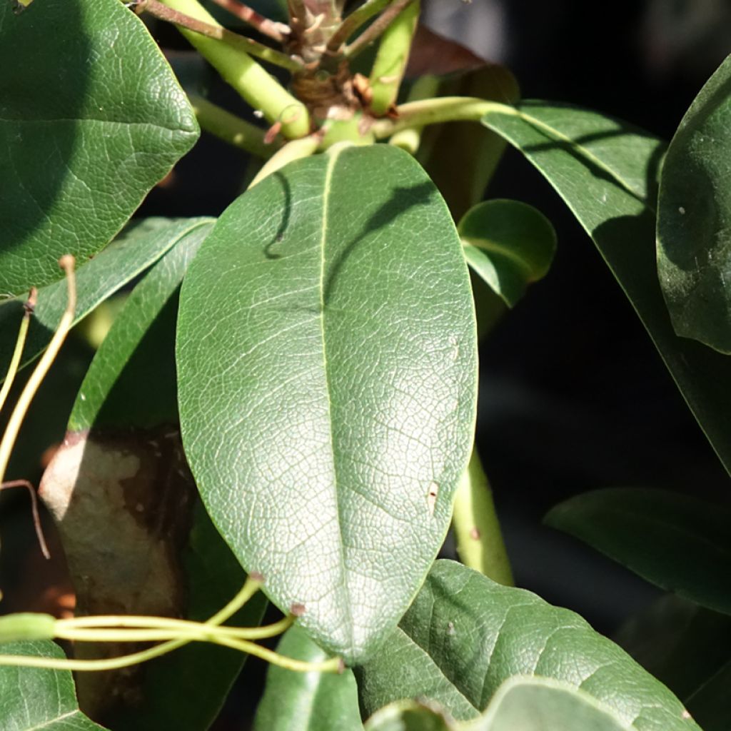 Rhododendron Easydendron INKARHO Grandiflorum