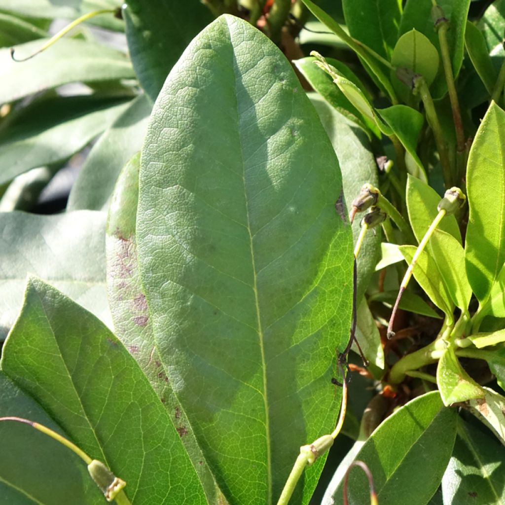 Rhododendron Easydendron INKARHO Orakel