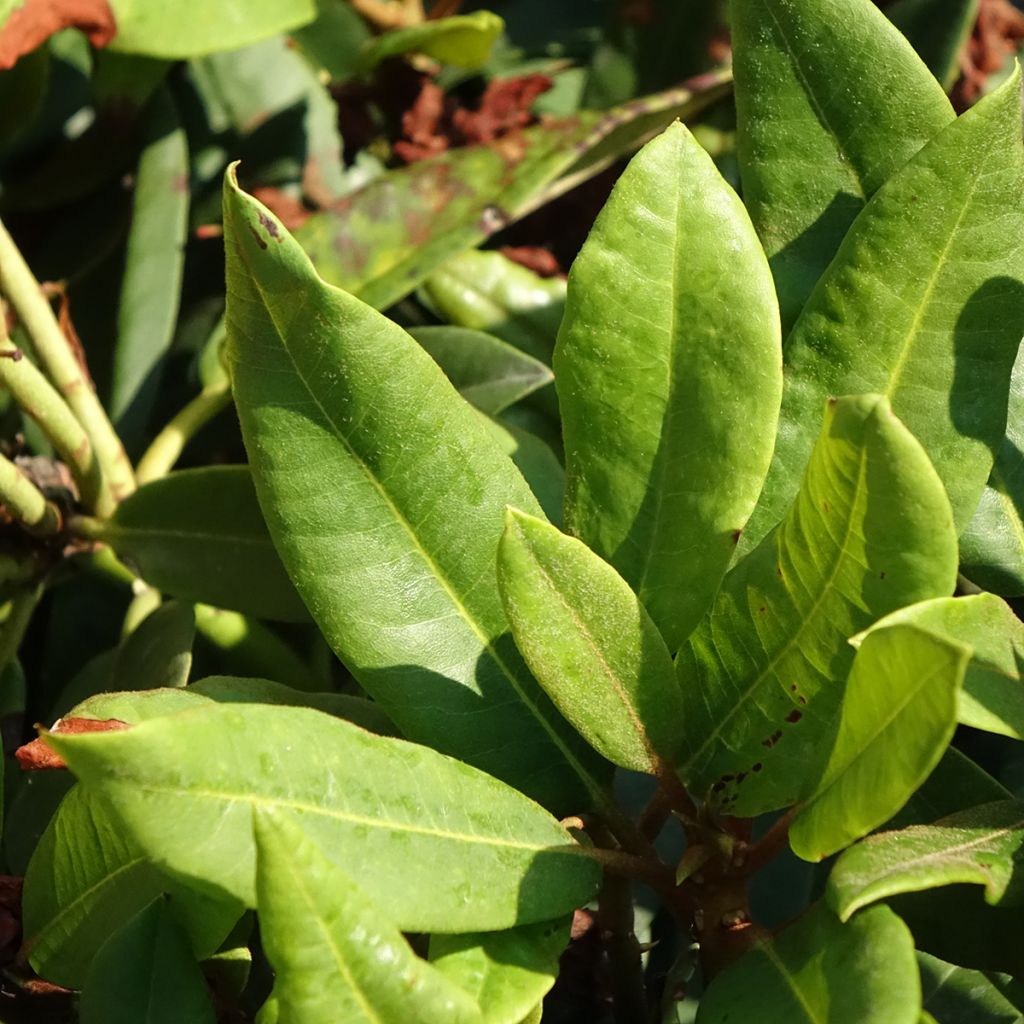 Rhododendron Easydendron INKARHO Rabatz