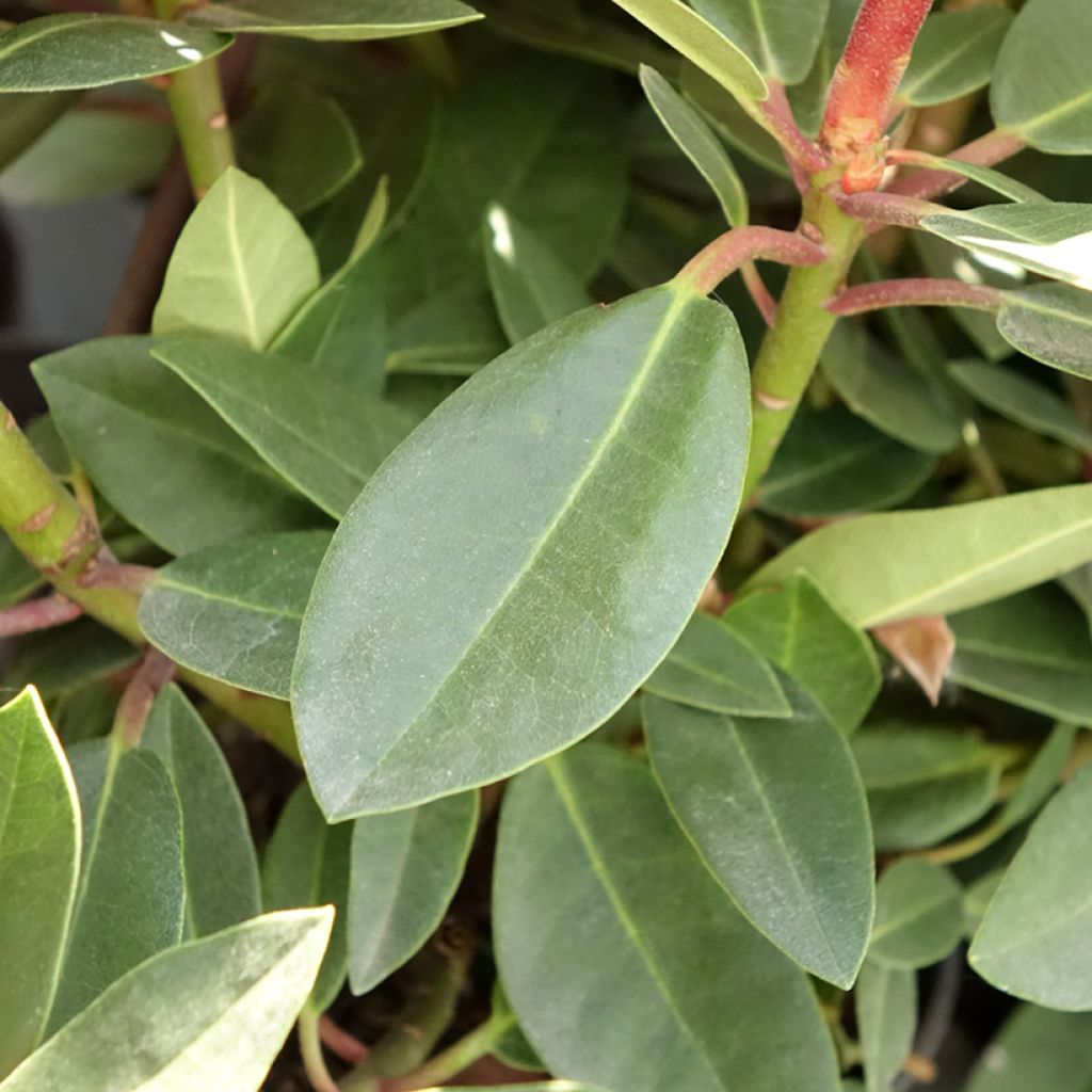 Rhododendron Raphaela