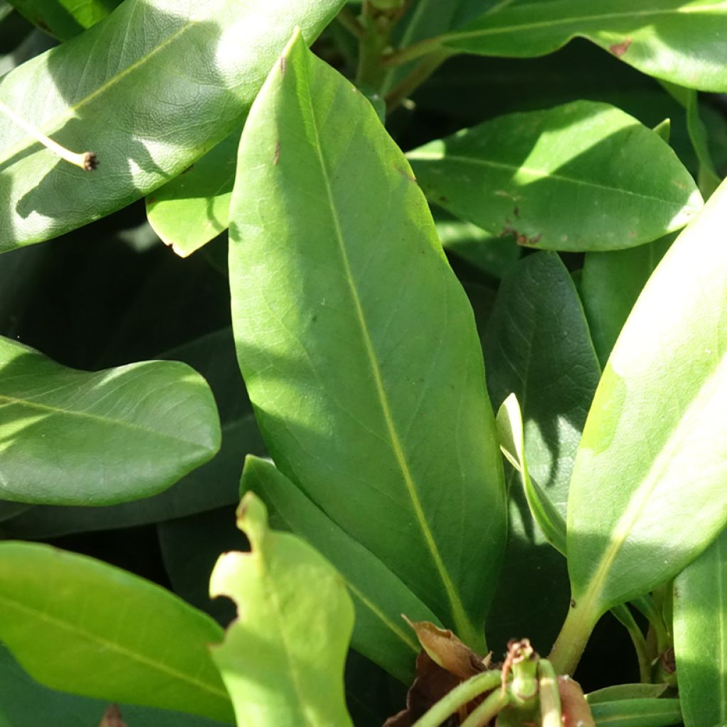 Rhododendron INKARHO Rosa Dufthecke
