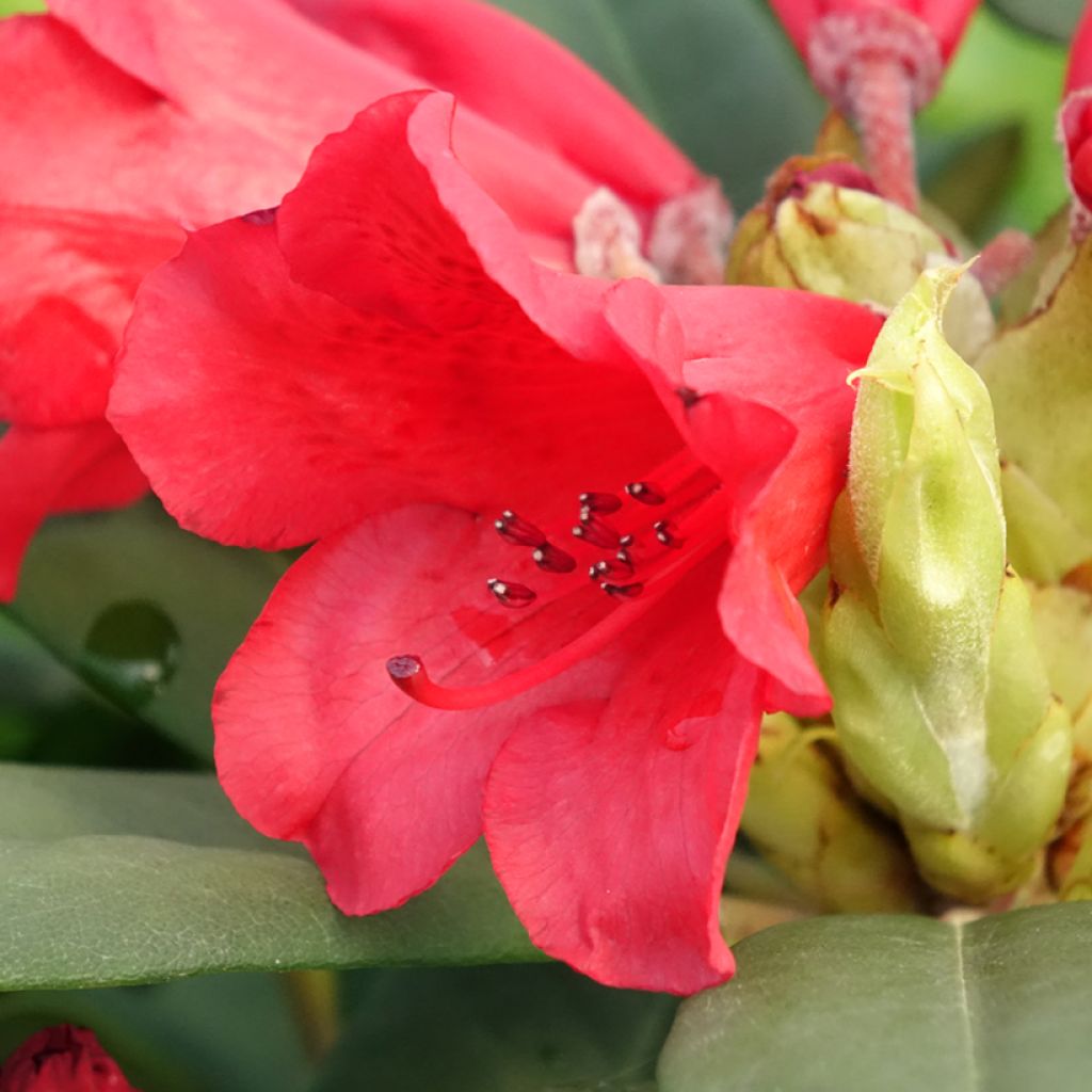 Rhododendron Melville