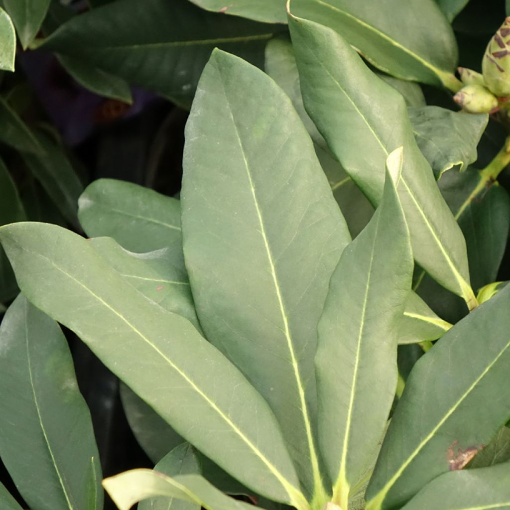 Rhododendron Polar Bear