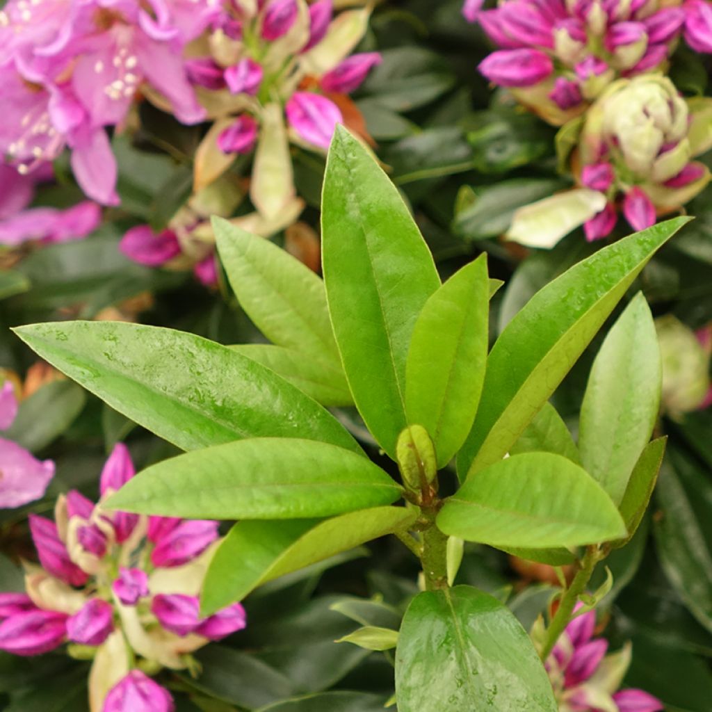 Rhododendron Red Eye