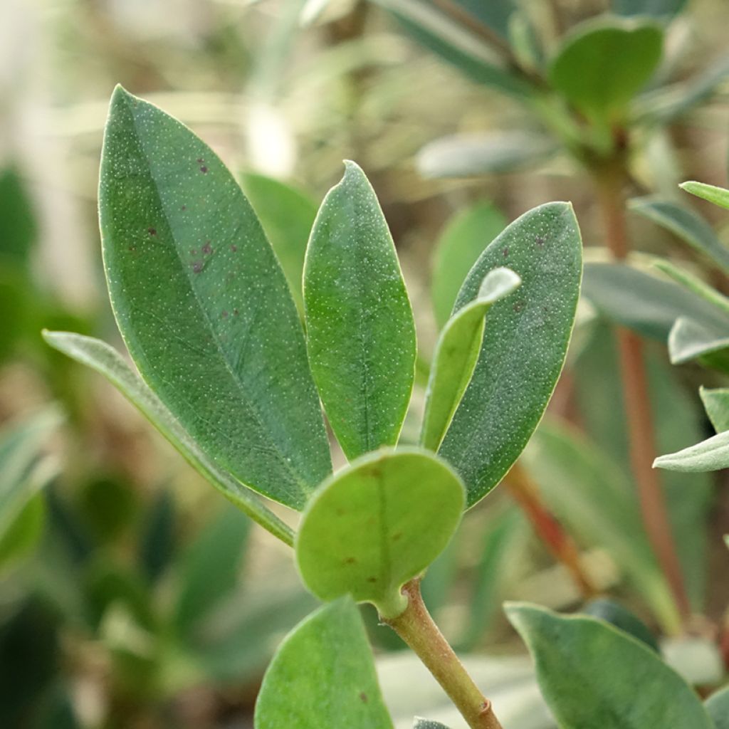 Rhododendron Saxon Blush