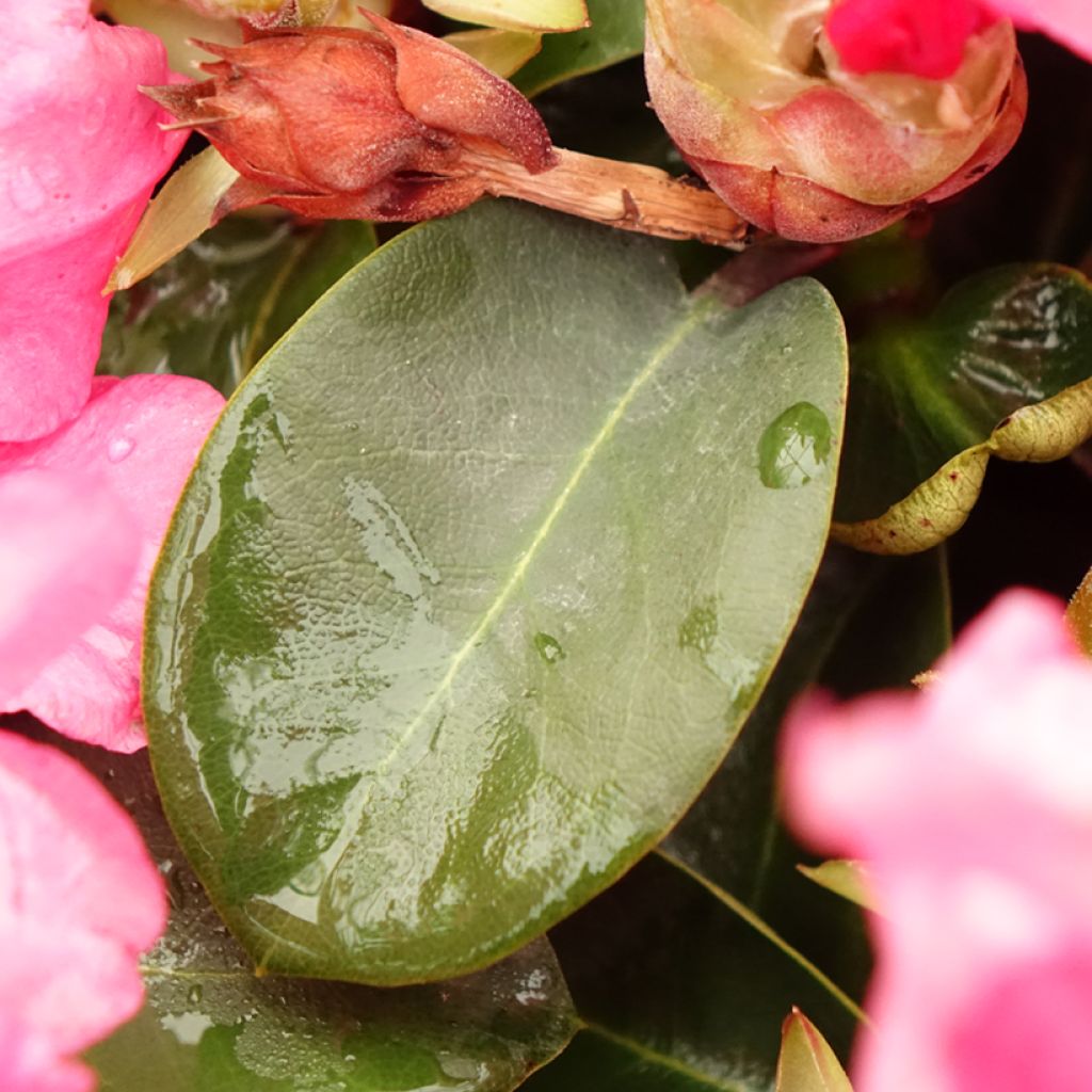 Rhododendron williamsianum Gartendirektor Glocker