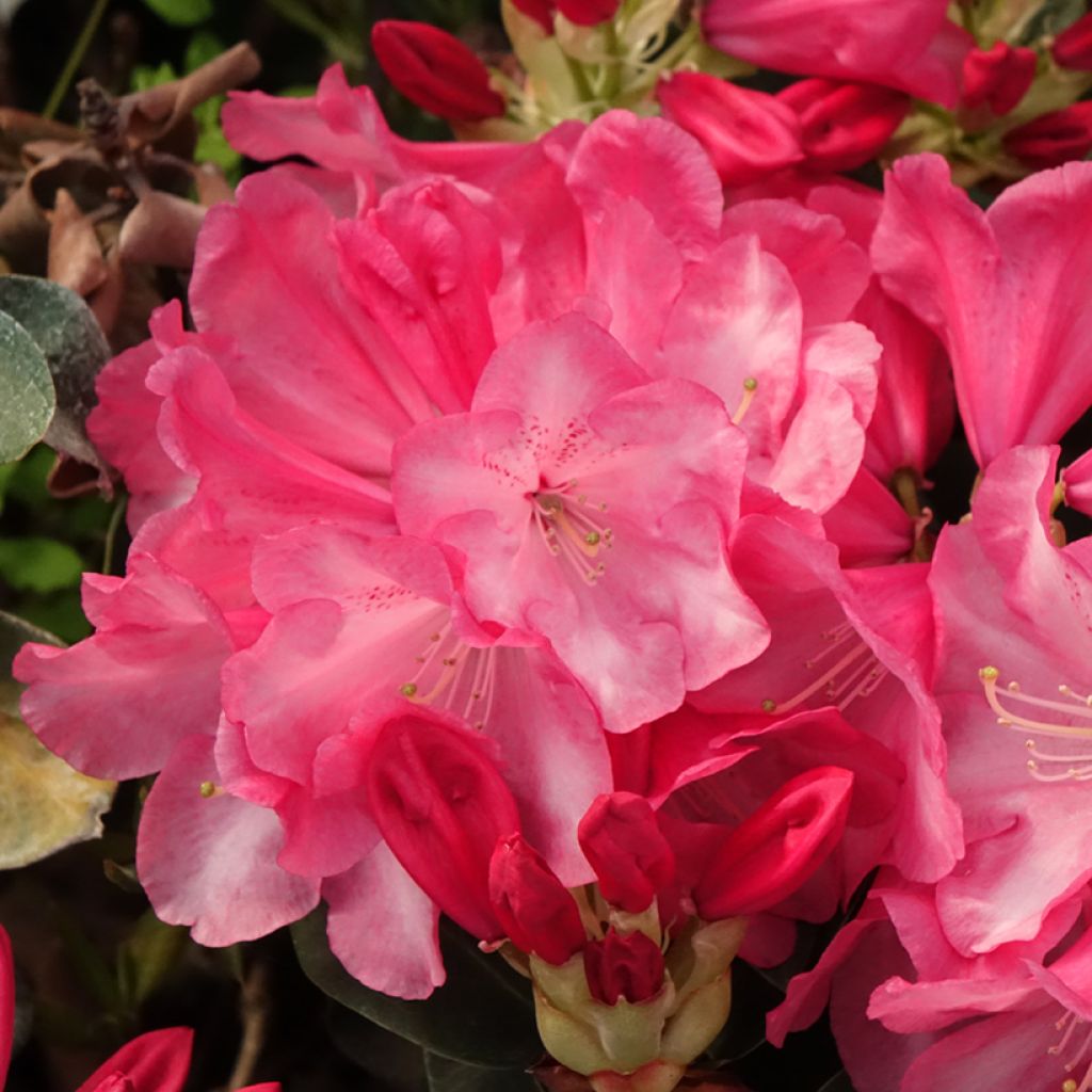 Rhododendron williamsianum Gartendirektor Glocker