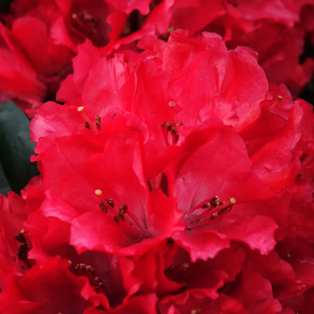 Rhododendron Lisetta - Rododendro Anão