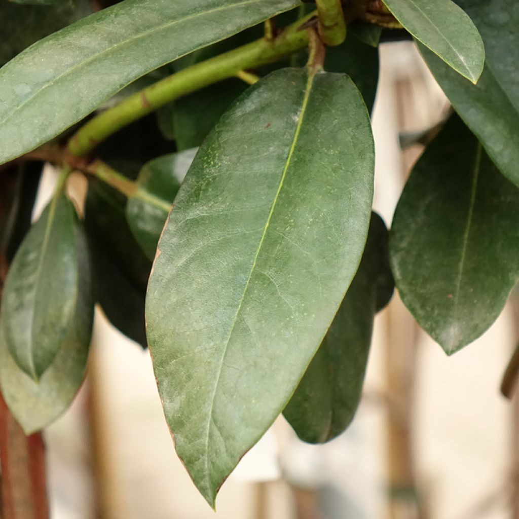 Rhododendron yakushimanum Morgenrot - Rododendro Anão