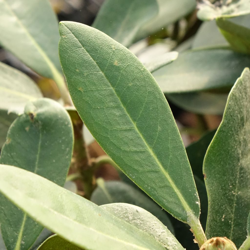 Rhododendron yakushimanum Silberwolke - Rododendro Anão