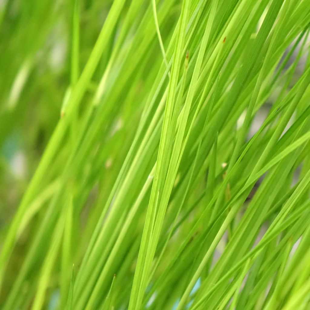 Rhynchospora colorata