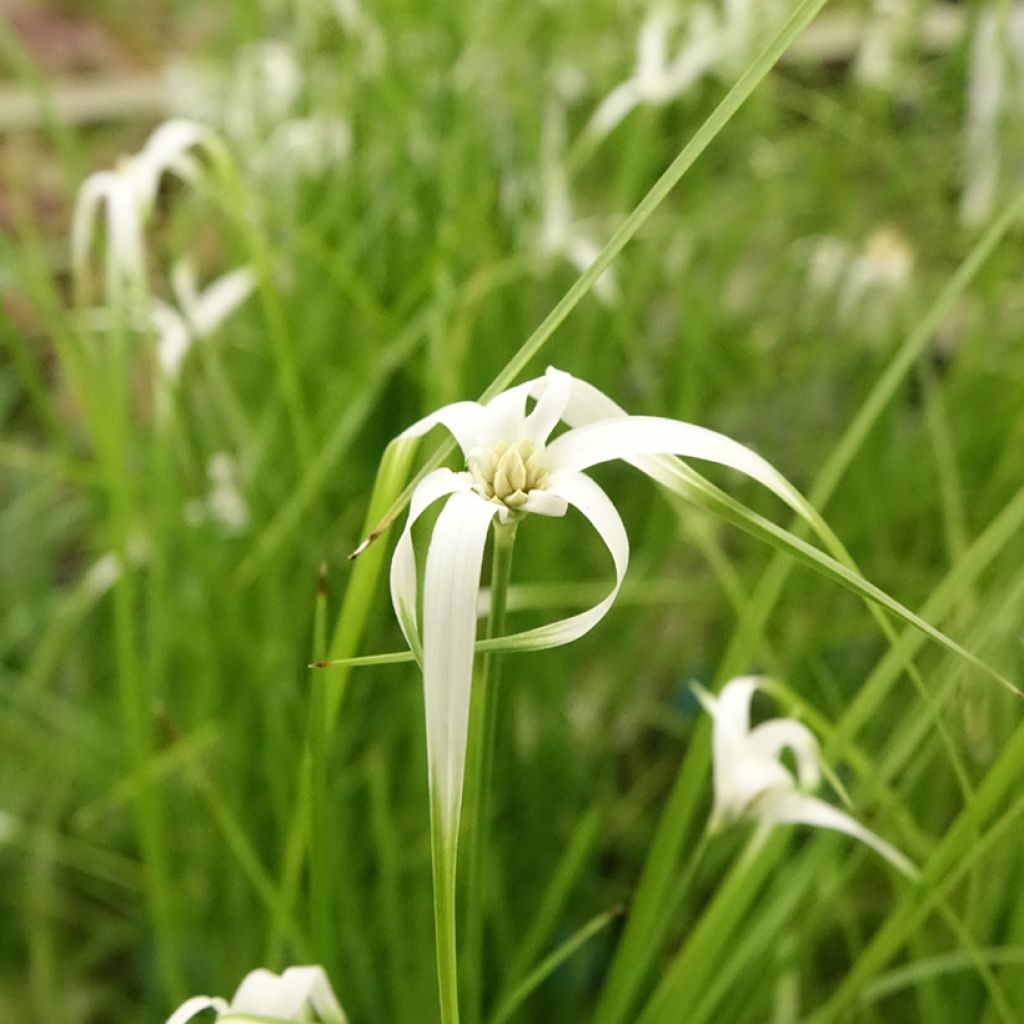 Rhynchospora colorata