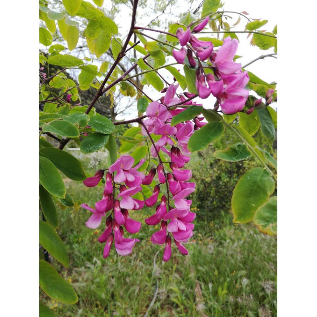 Robinia pseudoacacia Casque Rouge - Robinier faux acacia