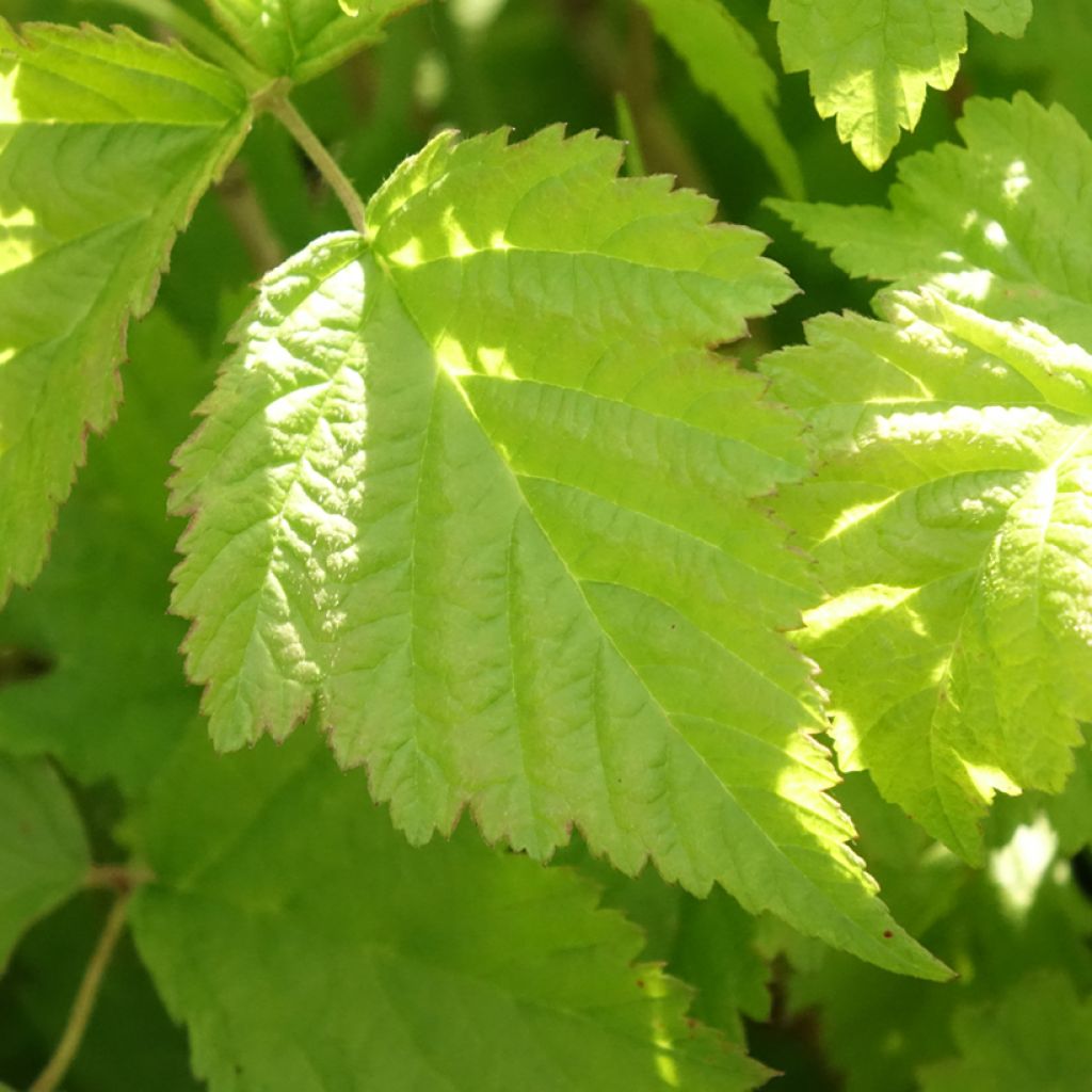 Amora-preta - Rubus caesius