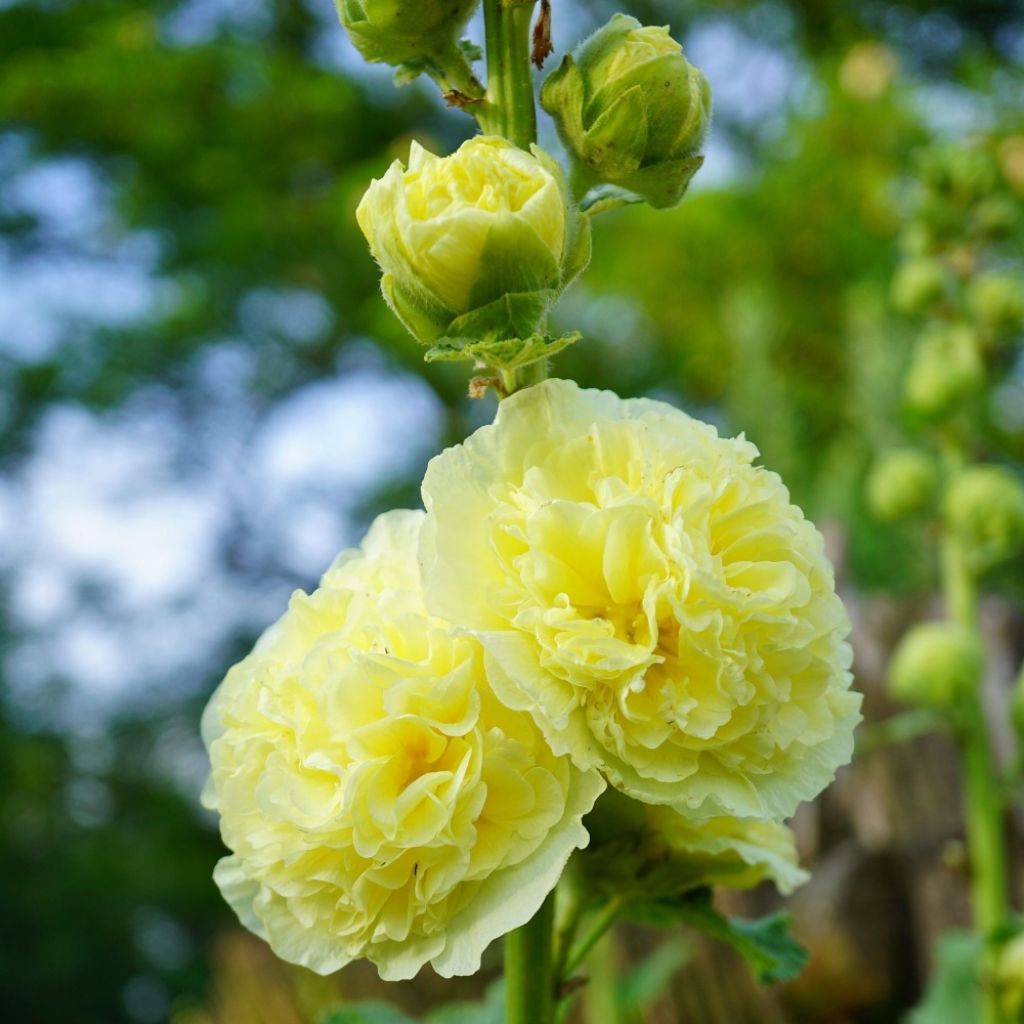 Malvarisco Chater's Double Amarelo