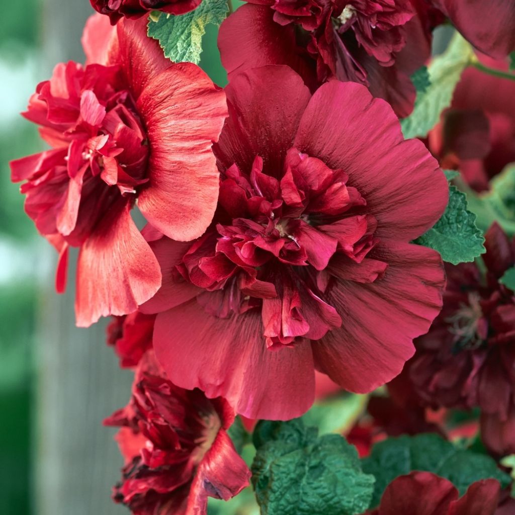 Alcea rosea Chatters Red - Stokroos