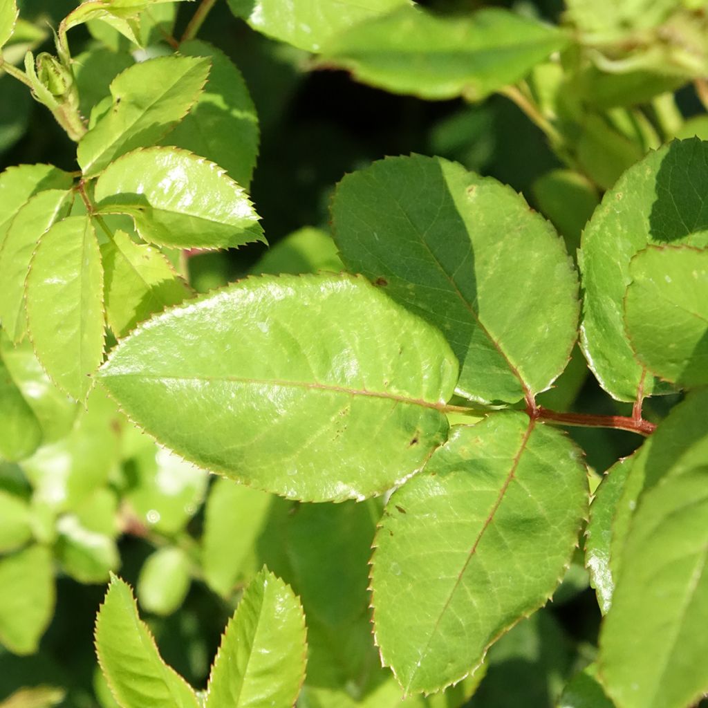 Roseira floribunda Anny Duperey