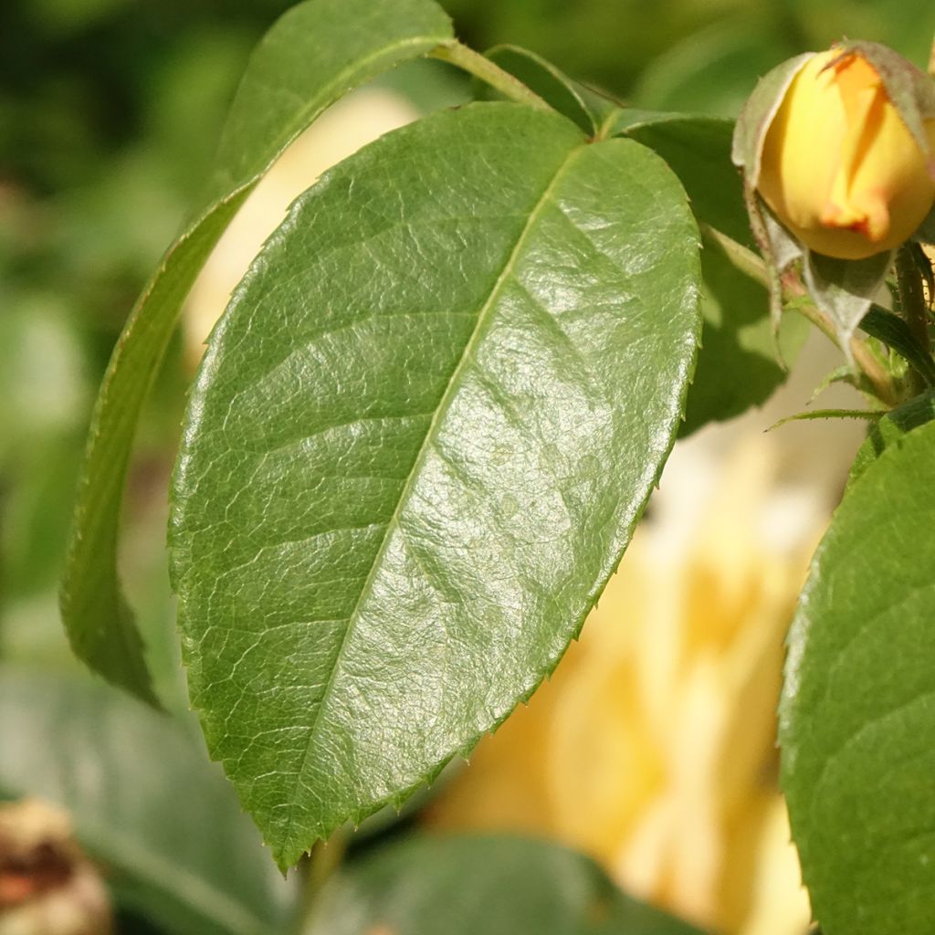 Roseira floribunda Amaroela