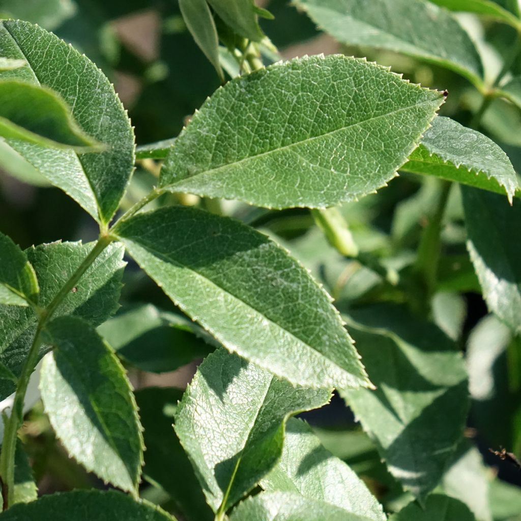 Roseira floribunda Carte Blanche