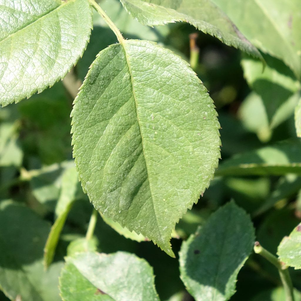 Roseira floribunda Charles Aznavour