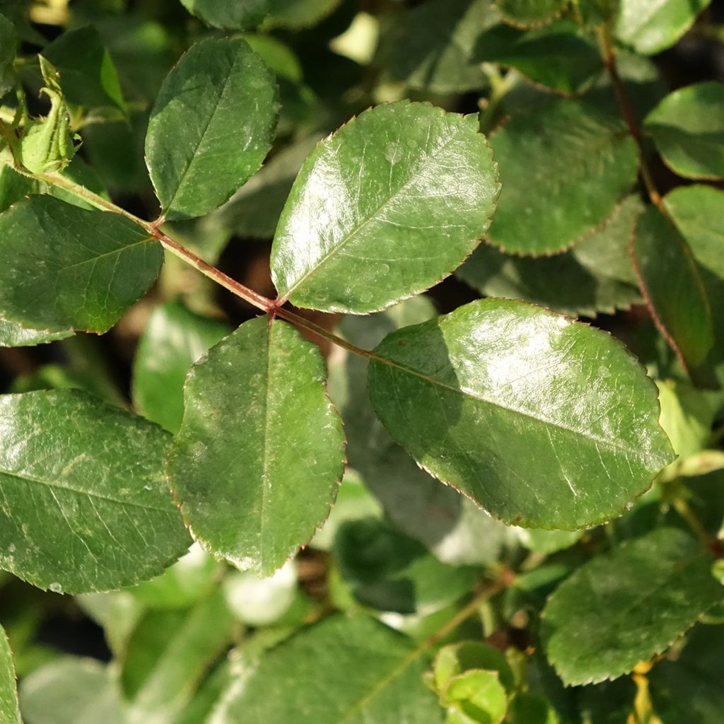 Roseira floribunda Coral Lions-Rose