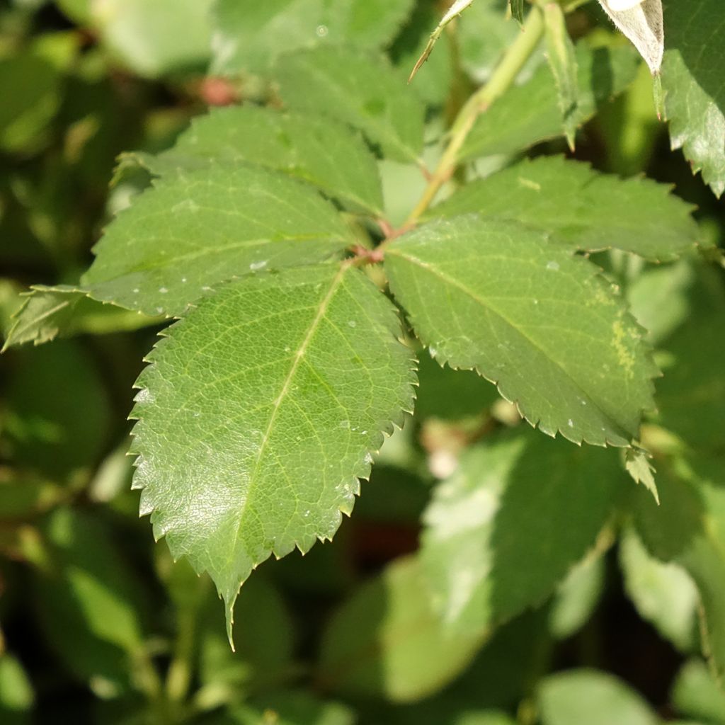 Roseira floribunda Crème Chantilly