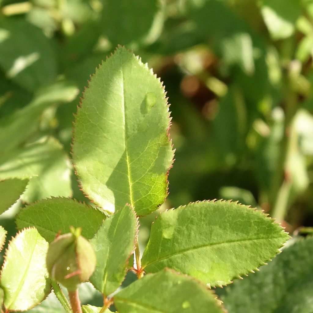 Roseira floribunda Fizzy Lady