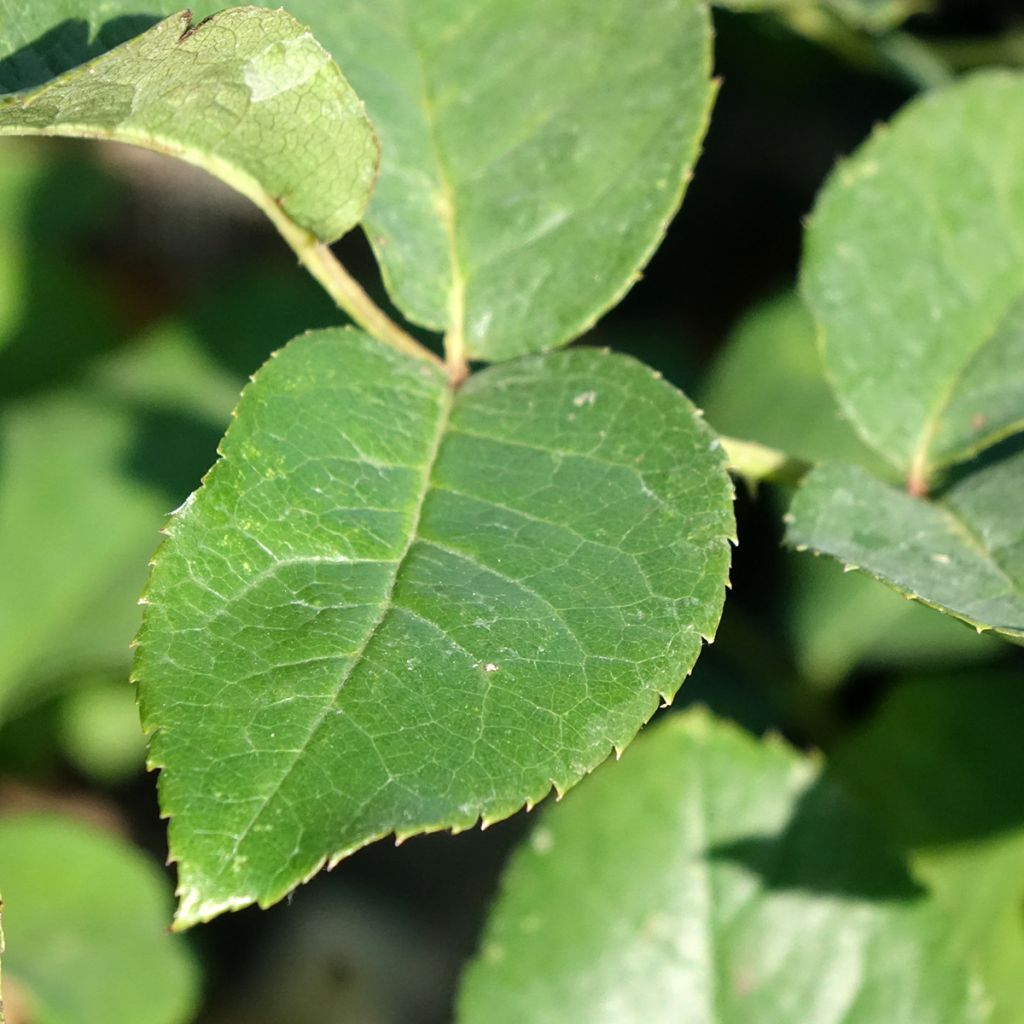 Roseira floribunda Flame Origami
