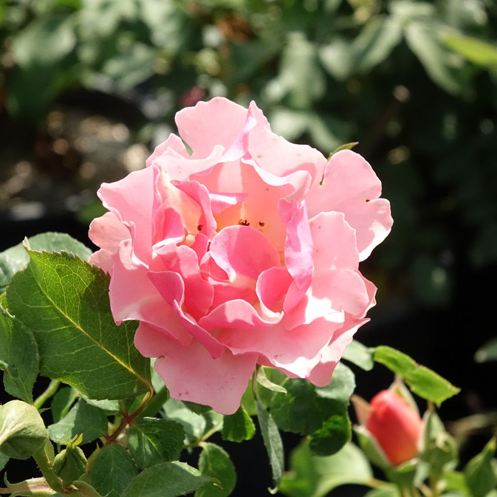 Roseira floribunda Jean Cocteau
