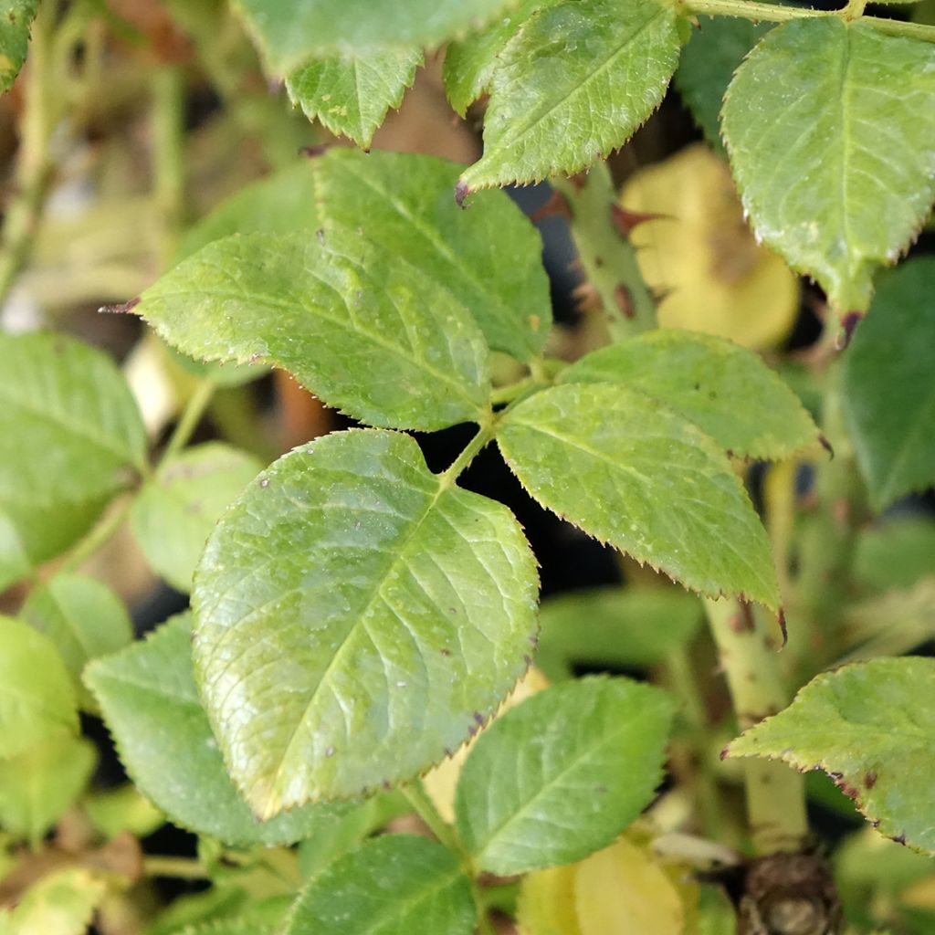 Roseira floribunda La Sauvagine Terre et Passion