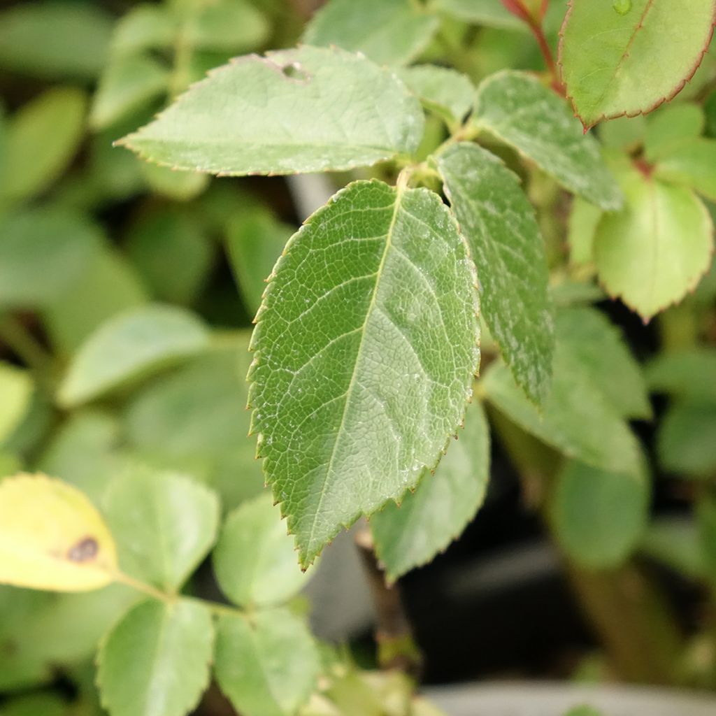 Roseira floribunda Marc's Jubilée®