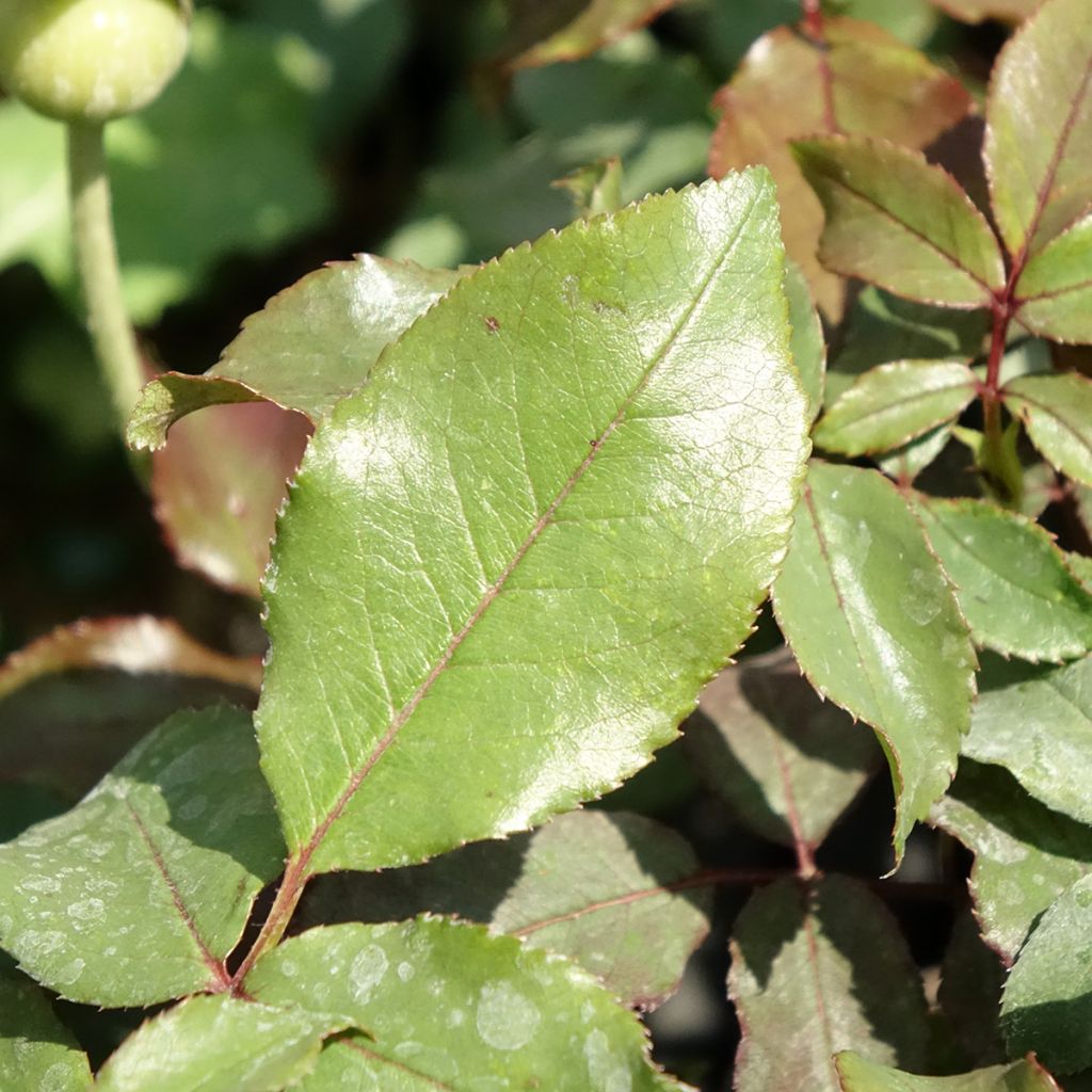 Roseira floribunda Message d'Espoir