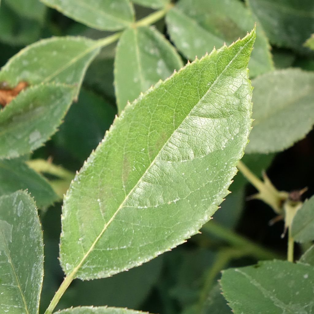 Roseira floribunda Orange Sensation