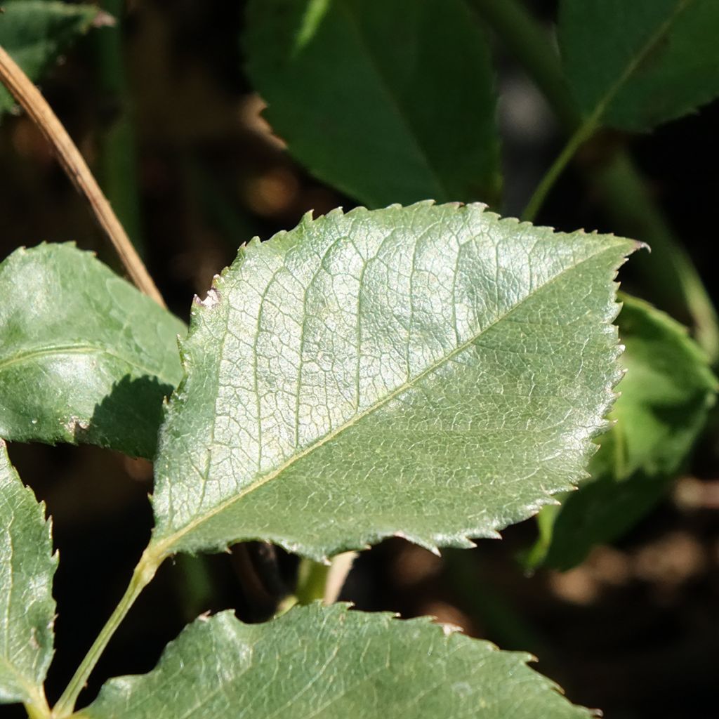Roseira floribunda Pernille Poulsen