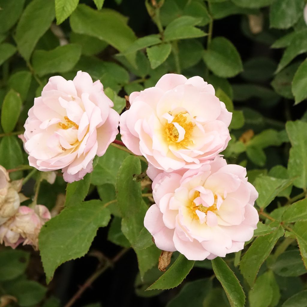 Roseira floribunda Rose de la Petite Chabotte