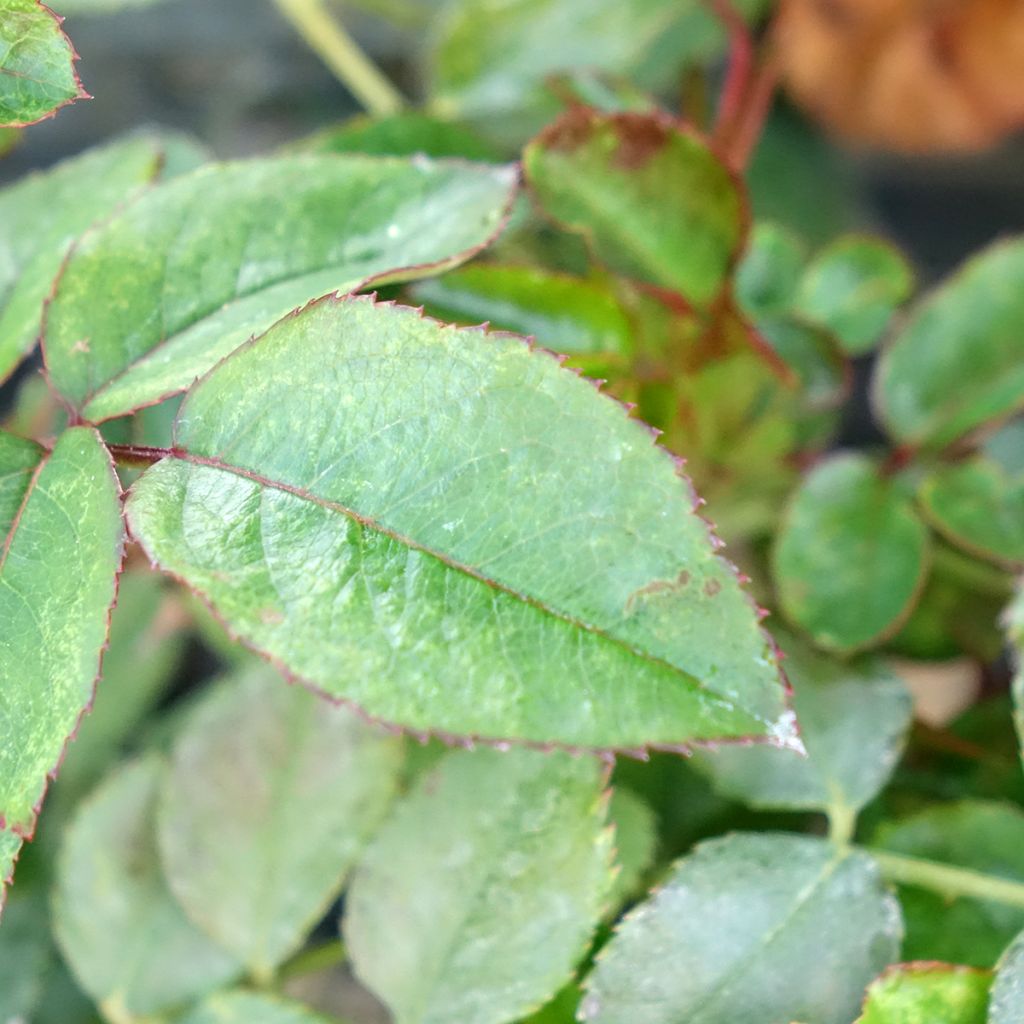 Roseira floribunda Sugar Candy Rose