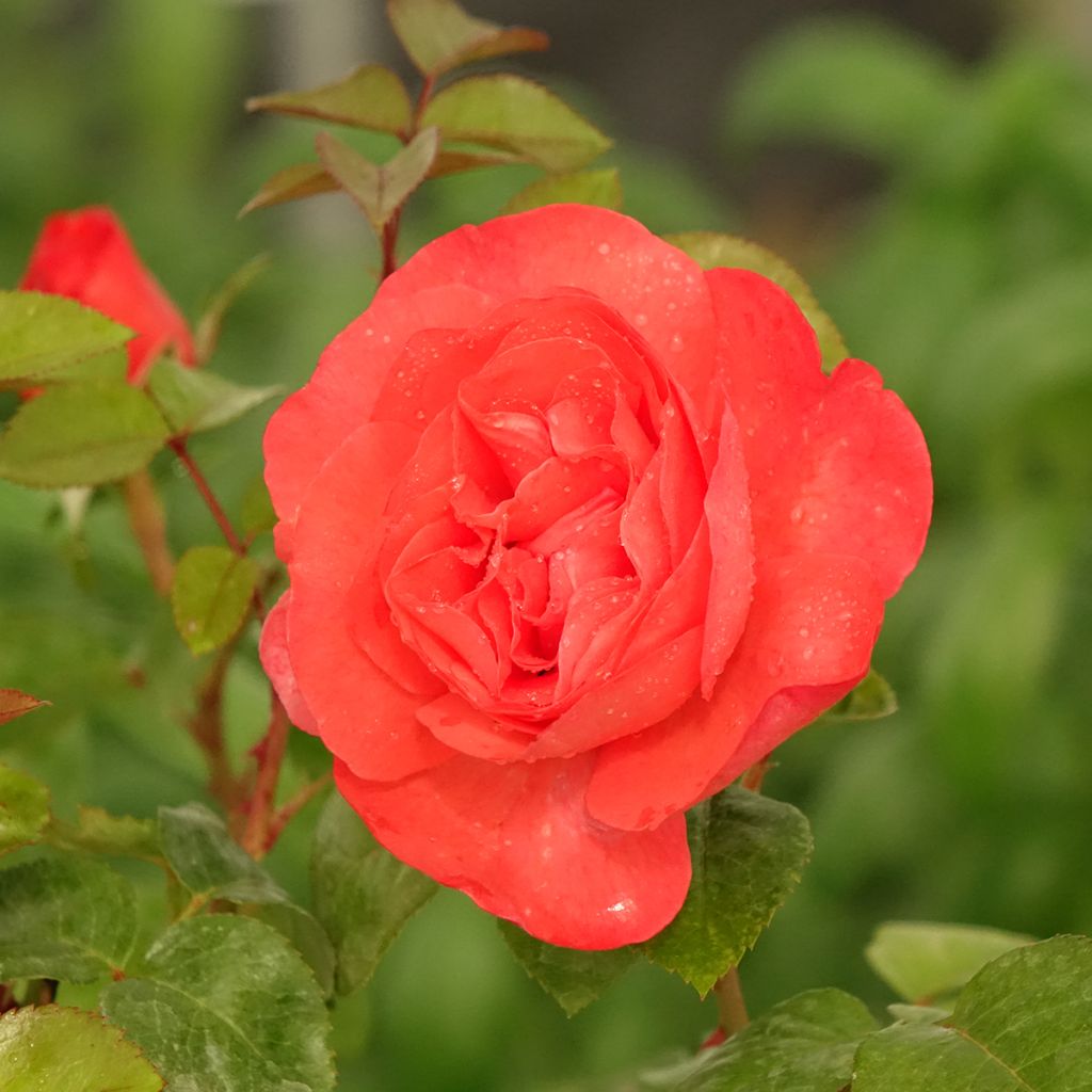 Roseira de flor grande Agatha