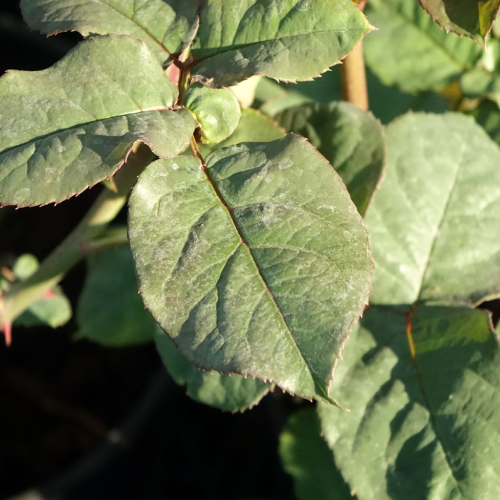 Roseira de flor grande Astrid Grafin von Hardenberg