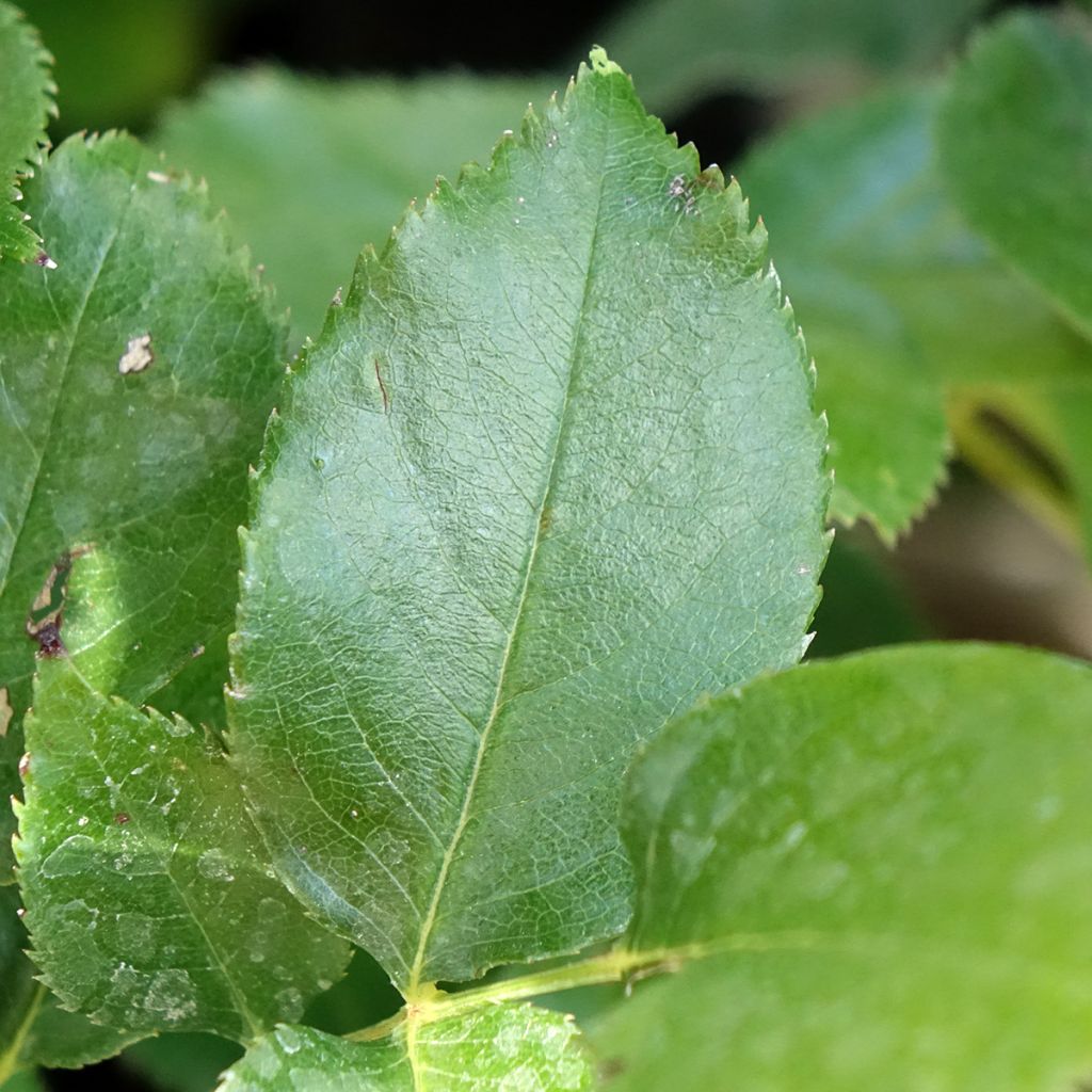 Roseira de flor grande Bernadette Lafont